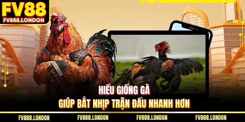 Cách Xem Trực Tiếp Đá Gà Hôm Nay Tại FV88 Nhanh Nhất Hiểu giống gà giúp bắt nhịp trận đấu nhanh hơn